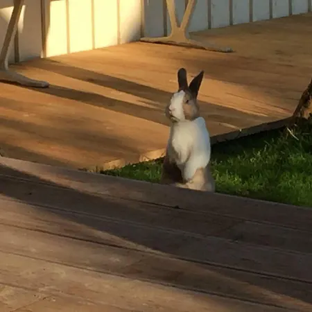 Appartement Haus Auf Der Alten Duene