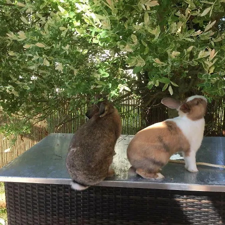 Haus Auf Der Alten Duene Appartement Prerow